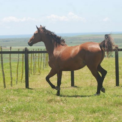 FADA TRAPICHE – NIGHTLOVER X LANDFAIRY DO FEROLETO (LINCOLN)