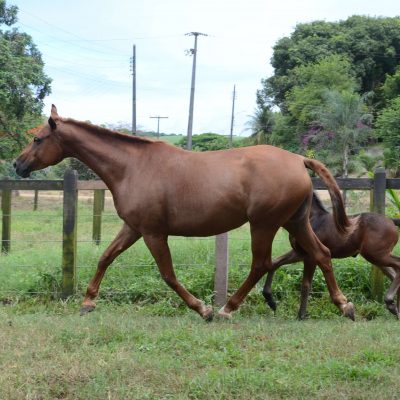 HALERINA COOPER – MR. BLUE X ALERINA (TRIOMPHE)