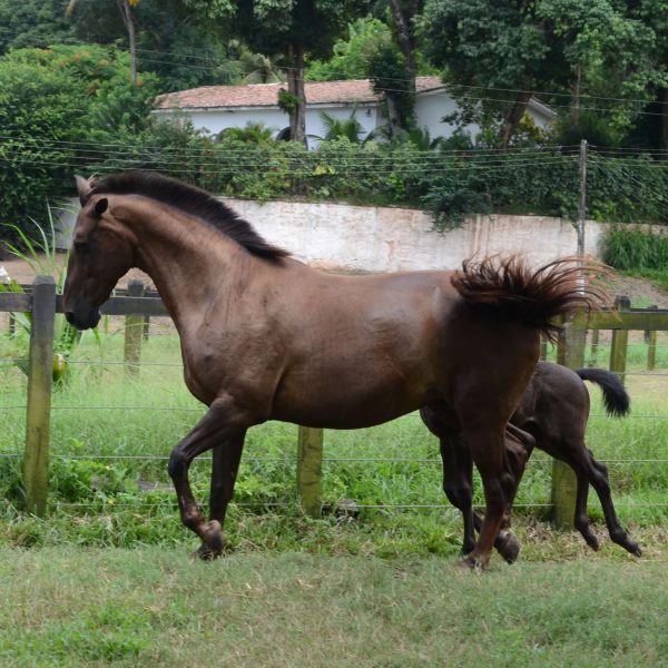 CARAVELA TRAPICHE – EMILION X EVIAN GMS (FLITS)