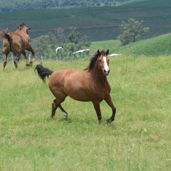 NATIINDIA TRAPICHE – DARCO SH X DINASTIA TRAPICHE (VOLTAIRE)