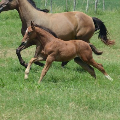 QUINTANA TRAPICHE – KANNAN X LANA TRAPICHE (CLINTON)