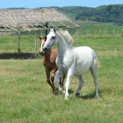 CORSAGE – CARPE DIEM Z X GAZELLE TOK (QUIDAM DE REVEL)