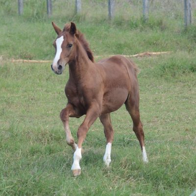 QUOTAR TRAPICHE – DARCO SH X SARITA TOK (CALIDO)
