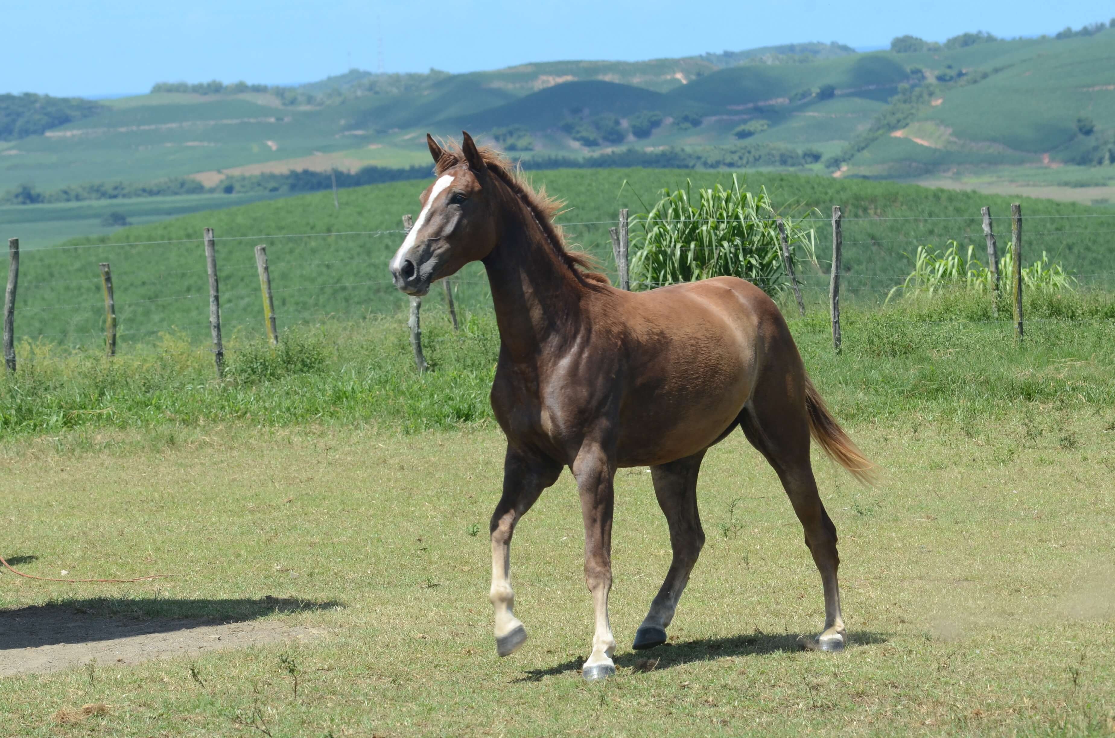 NATIBETTE TRAPICHE – APACHE D’ADRIERS X QUALIBETH (CARDENTO)