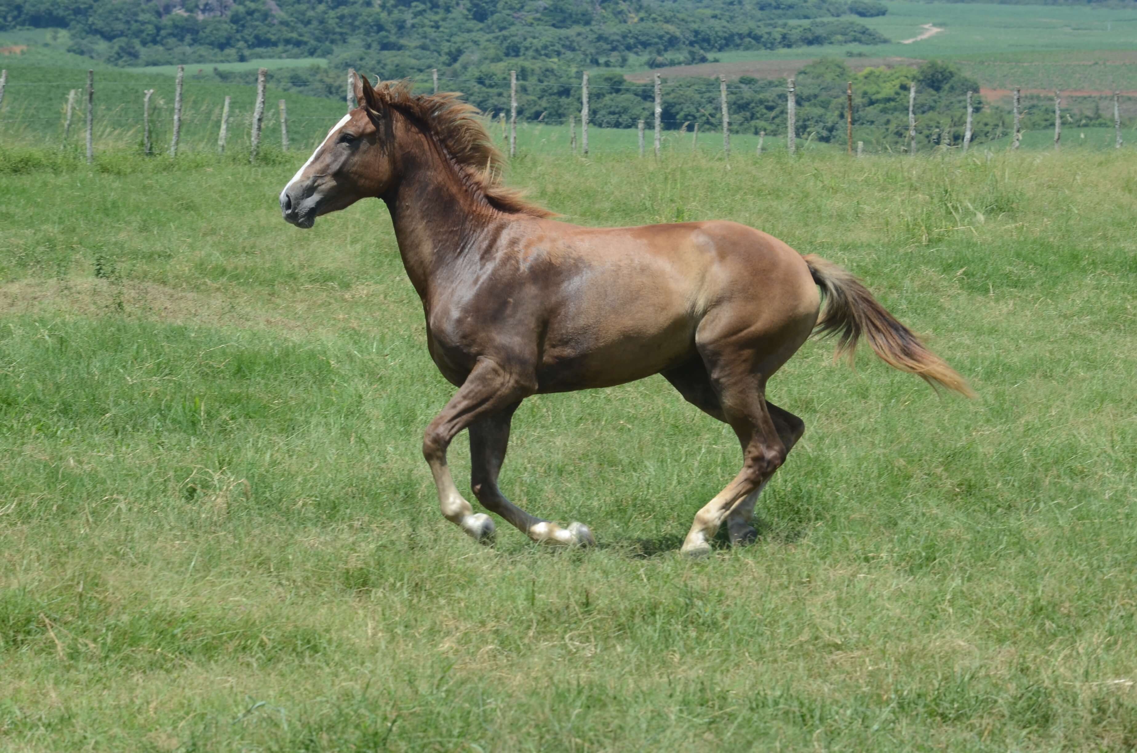NATIBETTE TRAPICHE – APACHE D’ADRIERS X QUALIBETH (CARDENTO)