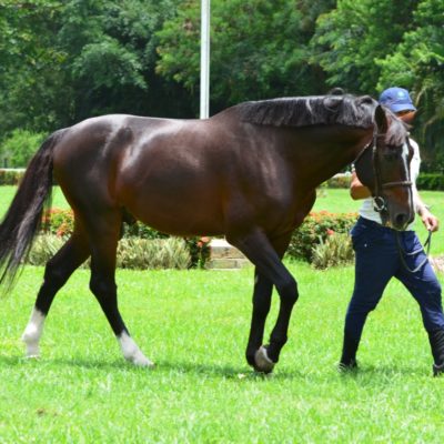 CASSILANO JMEN II – CALISCO JMEN X OLINDA JMEN (ORAME)