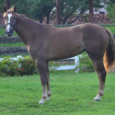NATIBETTE TRAPICHE – APACHE D’ADRIERS X QUALIBETH (CARDENTO)