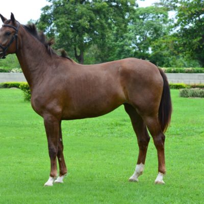 OLÍVIA TRAPICHE – ELVIS TER PUTTE X CARAVELA TRAPICHE (EMILION)