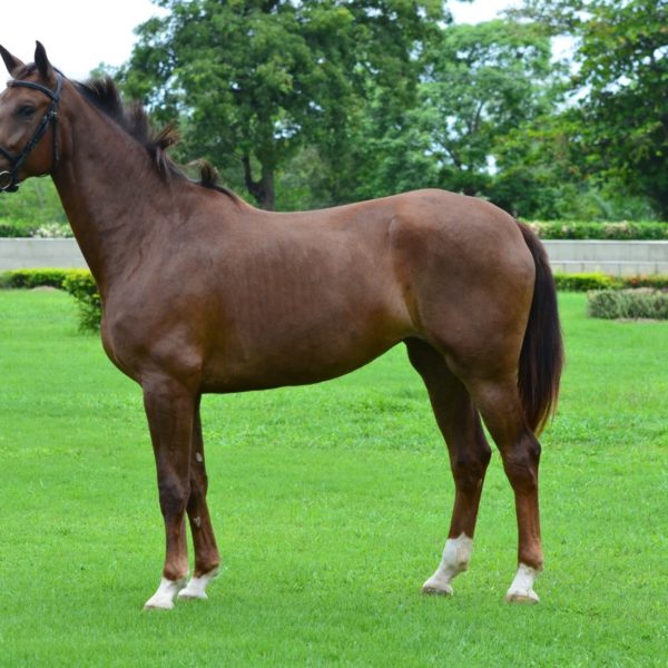 OLÍVIA TRAPICHE – ELVIS TER PUTTE X CARAVELA TRAPICHE (EMILION)