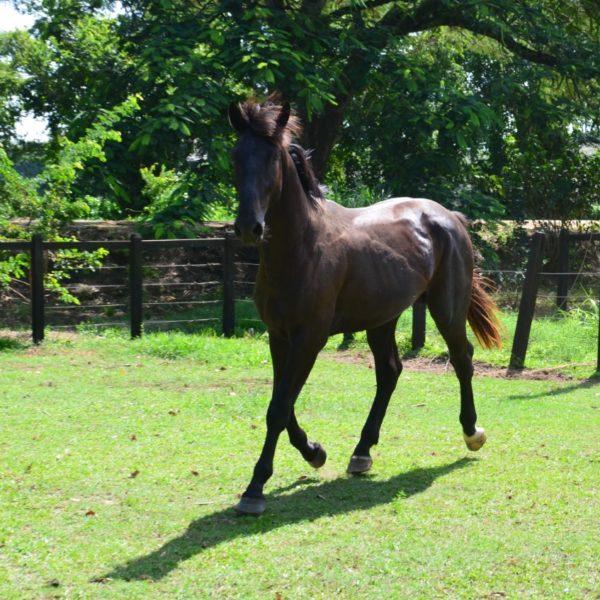 POTTER TRAPICHE – CALEANDRO X CARAVELA TRAPICHE (EMILION)