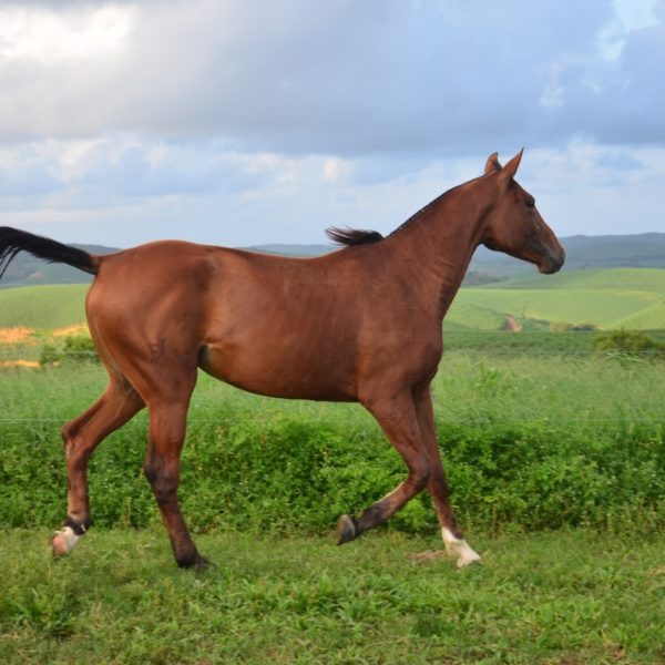 WYANA TOK – ZIROCCO BLUE VDL X RYANA TOK (BALOUBET DU ROUET)